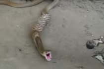 Bị đánh, hổ mang vật vã nôn trả 3 quả trứng