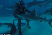 Xem thợ lặn thôi miên cá mập hung dữ thành ngoan như cún