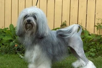 10 giống chó đắt nhất thế giới năm 2018