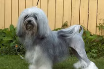 10 giống chó đắt nhất thế giới năm 2018