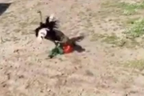 Người bị đà điểu đánh túi bụi vì tưởng... tình địch