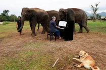 Những con voi "đau khổ" được xoa dịu tâm hồn bằng... nhạc cổ điển