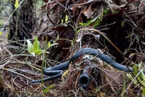 Rắn bò trên họng súng lính bắn tỉa gây sốt 