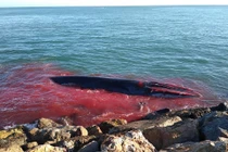 Cá voi khổng lồ đẫm máu bơi vào cảng cầu cứu 