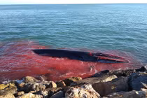 Cá voi khổng lồ đẫm máu bơi vào cảng cầu cứu 