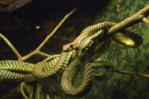 Bò sát không chân lại biết bay, có ở VN có gì thú vị?