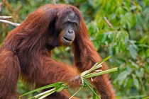 Top động vật có “món tủ” khiến con người “run bắn” vì hãi