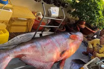 Những "thủy quái khổng lồ" bị bắt ở sông Mê Kông đưa về VN