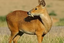 Top động vật quý hiếm tại Olympic mùa đông 2018