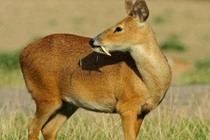 Top động vật quý hiếm tại Olympic mùa đông 2018