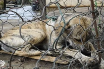 Ám ảnh cảnh chó sầu thảm chờ chết 