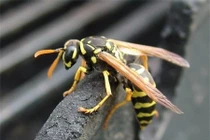 Sự thật rùng mình nọc độc ong vò vẽ 