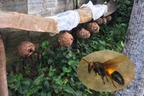 Ngoài ong vò vẽ, những động vật này giết người như sát thủ