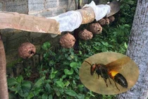 Ngoài ong vò vẽ, những động vật này giết người như sát thủ