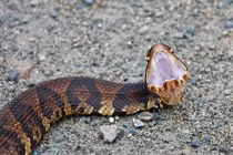 Hãi hùng đầu rắn hổ mang lìa thân vẫn hung hăng tấn công 