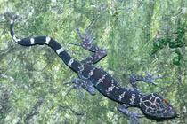 Thằn lằn núi Bà Đen trứ danh Việt Nam chữa được ung thư?