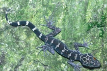 Thằn lằn núi Bà Đen trứ danh Việt Nam chữa được ung thư?