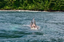 Độc đáo cá voi cụt gần nửa người bơi xuyên đại dương