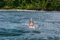 Độc đáo cá voi cụt gần nửa người bơi xuyên đại dương