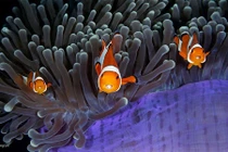 Sự thật kinh dị sau bức ảnh chụp động vật đẹp mê hồn