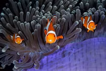 Sự thật kinh dị sau bức ảnh chụp động vật đẹp mê hồn