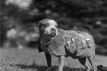 Ảnh: Những chiến khuyển anh hùng trong Thế chiến I