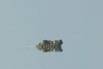 Tường tận loài rùa sắp tuyệt chủng trên TG vừa xuất hiện ở VN