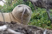 Khó tin loạt hải cẩu thầy tu Hawaii mắc lươn biển ở mũi