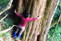 Khám phá cây pơ mu “khủng” gần 1000 năm tuổi