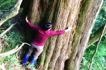 Khám phá cây pơ mu “khủng” gần 1000 năm tuổi