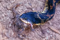 Loài rắn hài hước có mồm rộng ngoác, chuyên giả chết