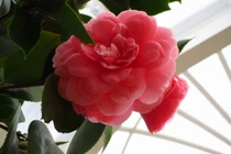 Top 10 loài hoa đẹp và hiếm nhất trên thế giới