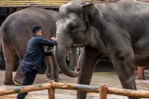 Phẫn nộ cảnh bạo hành voi cả trước mặt du khách 