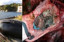 "Giật mình" động vật chết thảm bởi việc làm này của con người