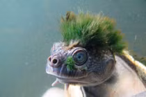 Những loài động vật kỳ dị nhất hành tinh gây sốc