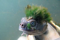 Những loài động vật kỳ dị nhất hành tinh gây sốc