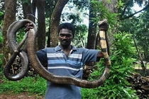 Bí ẩn vùng đất của bầy hổ mang chúa khổng lồ