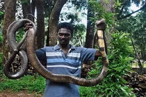 Bí ẩn vùng đất của bầy hổ mang chúa khổng lồ