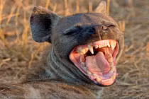 Quyền lực động vật giống cái trong TGĐV: Linh cẩu đốm