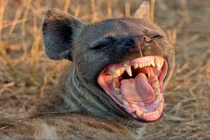 Quyền lực động vật giống cái trong TGĐV: Linh cẩu đốm