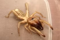 Con nhện "quỷ quái" xơi miếng mồi to ngang mình trong nháy mắt