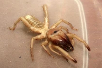 Con nhện "quỷ quái" xơi miếng mồi to ngang mình trong nháy mắt