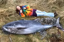 Cá ngừ vây xanh khổng lồ chình ình trên bờ biển