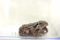 Bọ cánh cứng chui ra khỏi họng cóc sau khi bị nuốt chửng