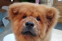 Chó cắn cảnh sát bị bắt giam 9 tháng