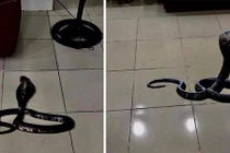 Hú vía rắn hổ mang xuất hiện trong nhà Giám đốc bệnh viện ở Hà Nội