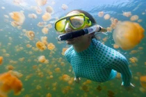 Thích thú bơi cùng hàng triệu con sứa không nọc độc