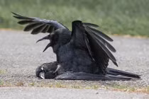 Giải bí ẩn chuyện quạ ân ái với xác chết đồng loại