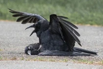 Giải bí ẩn chuyện quạ ân ái với xác chết đồng loại