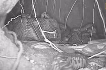 Trăn mẹ biến cơ thể thành lò sưởi truyền hơi ấm cho con